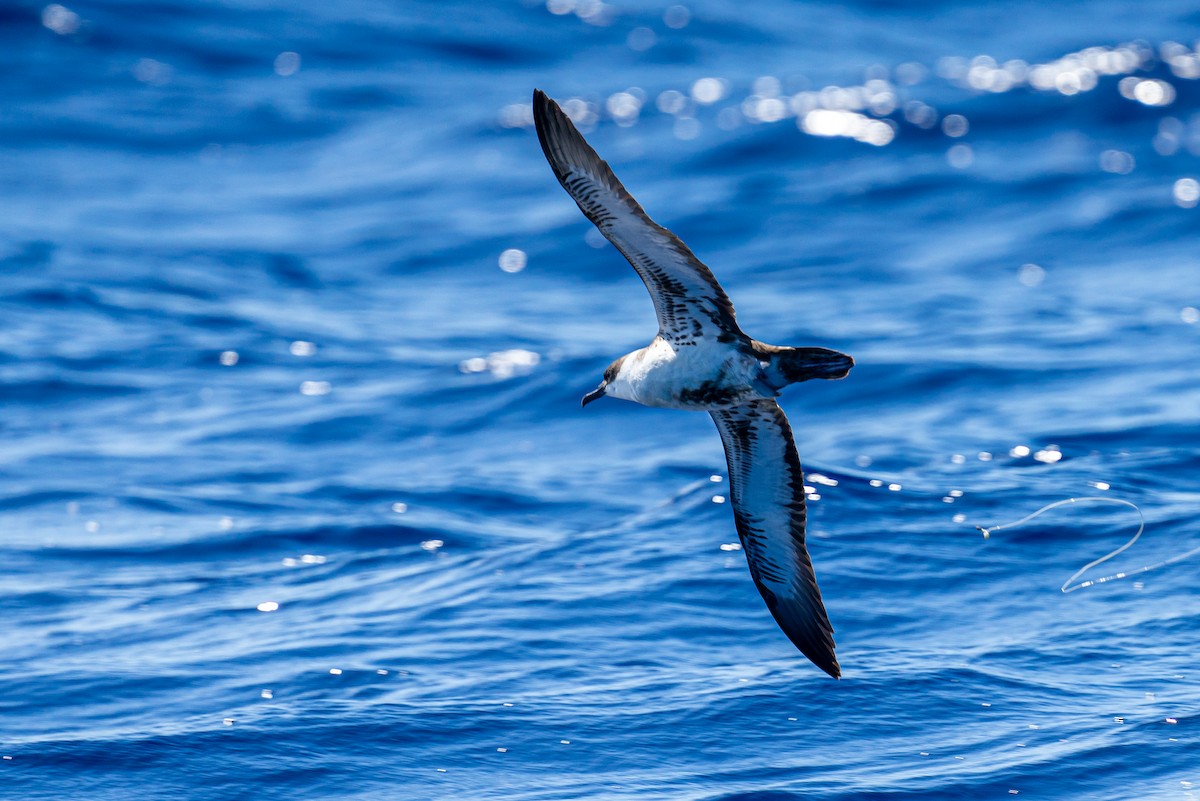 Great Shearwater - ML645472283