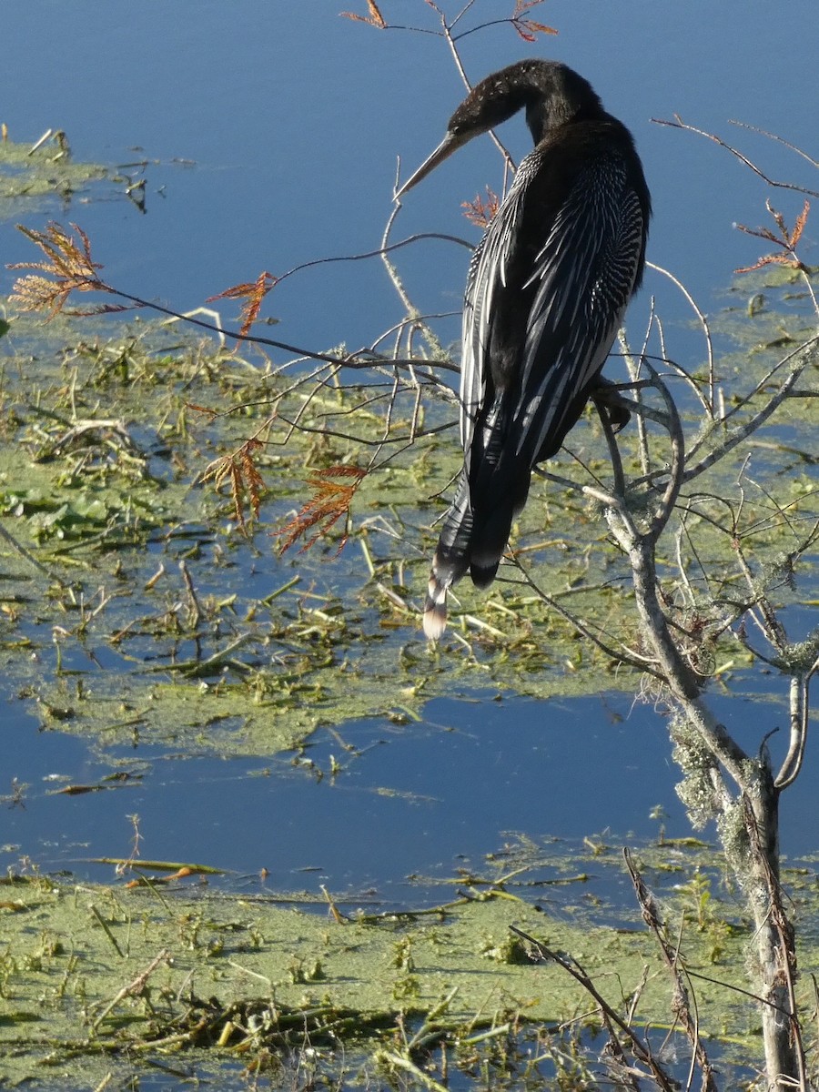 anhinga americká - ML645472285