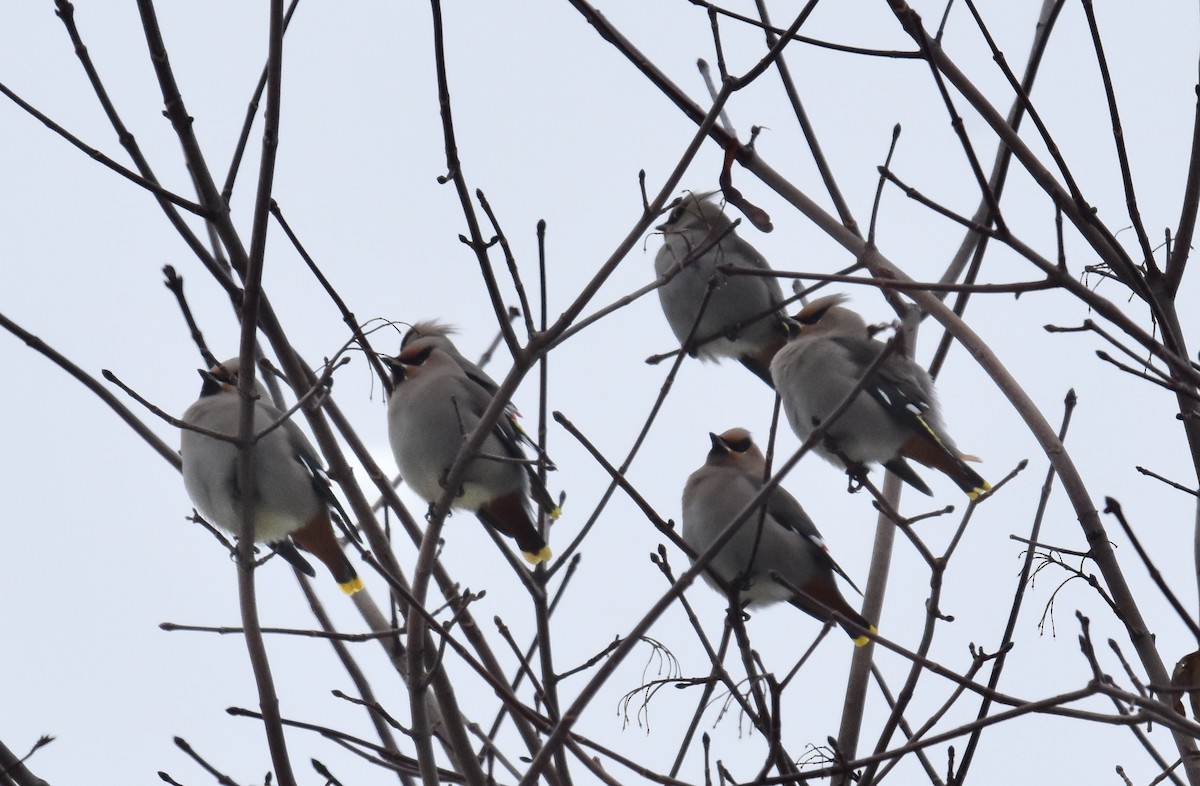 キレンジャク - ML645472288