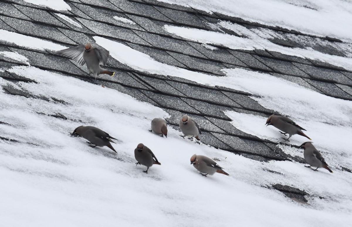 キレンジャク - ML645472293