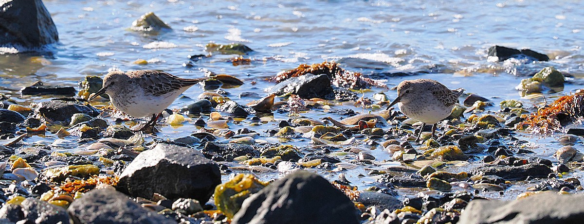 jespák tundrový - ML645472294