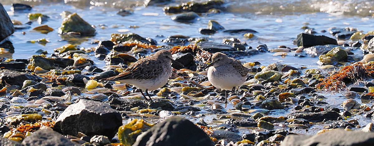 jespák tundrový - ML645472312