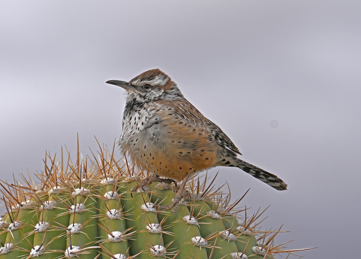 Cactus Wren - ML645472313