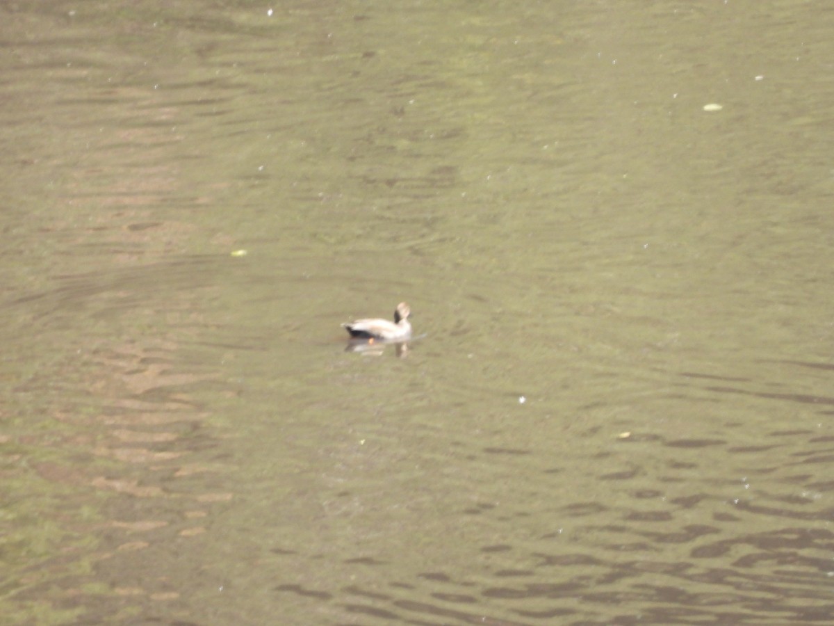 Boz Ördek - ML645472316