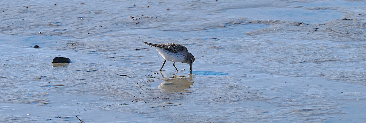 jespák tundrový - ML645472321