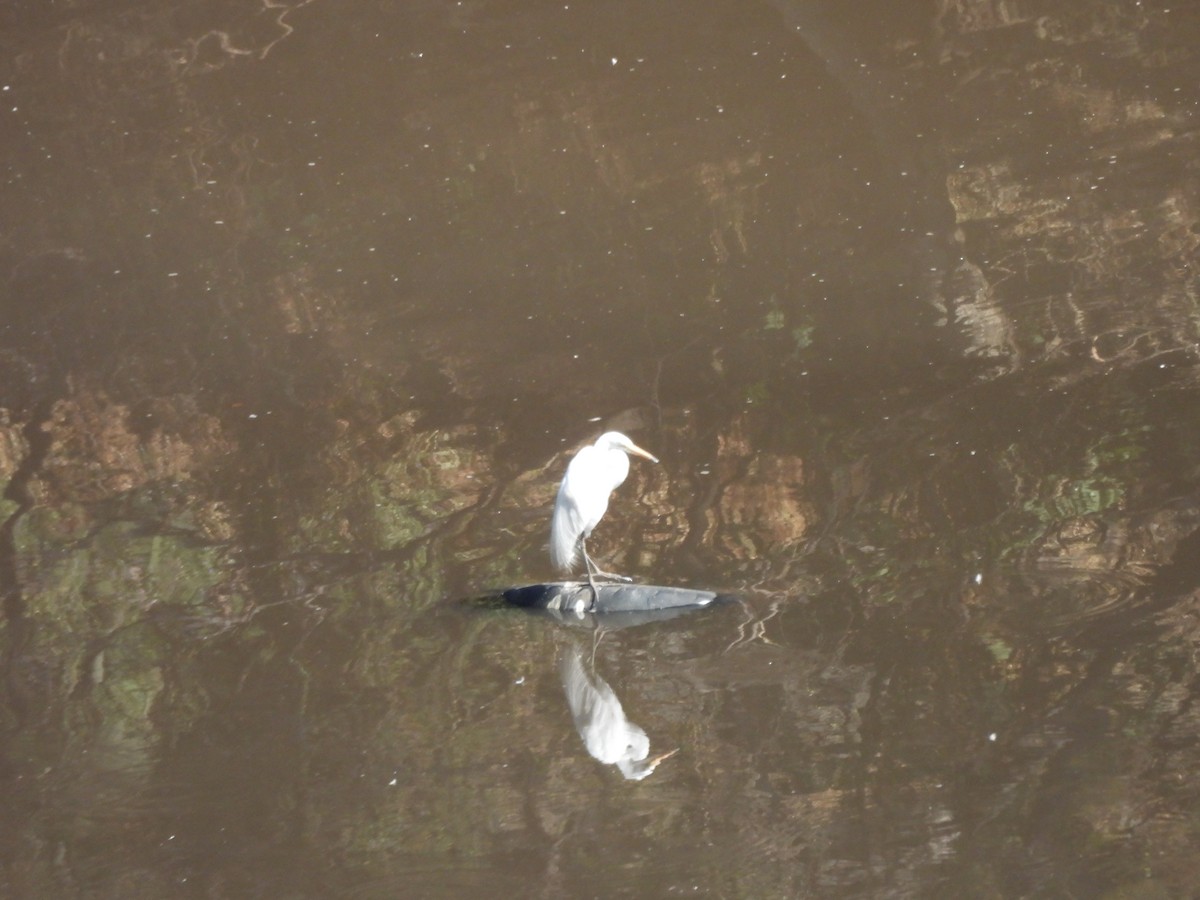 Great Egret - ML645472322