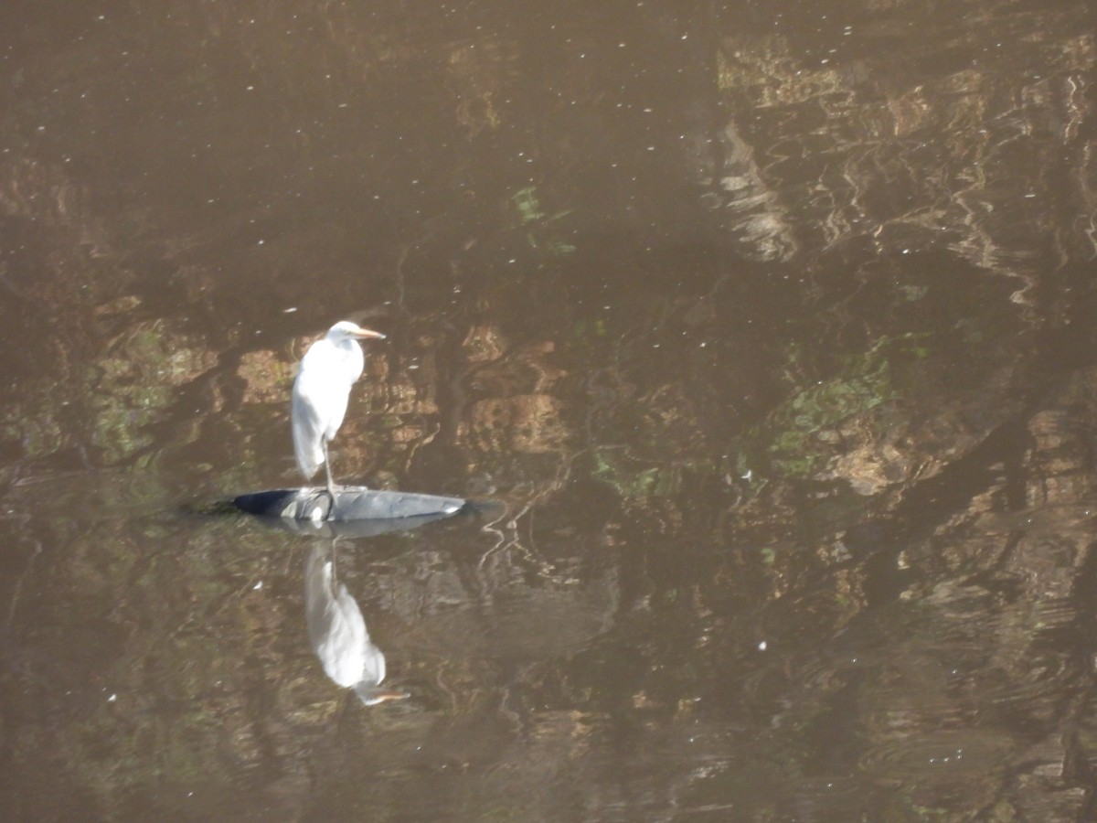 Great Egret - ML645472323