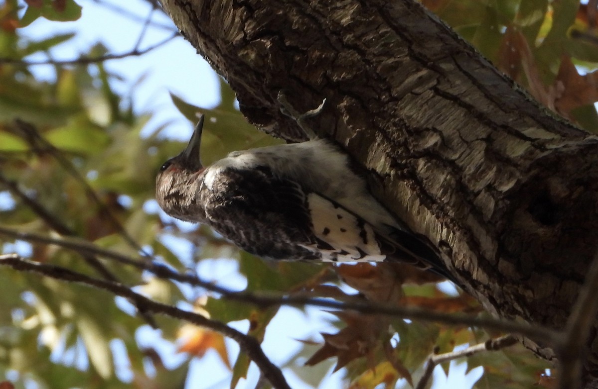 ズアカキツツキ - ML645472324