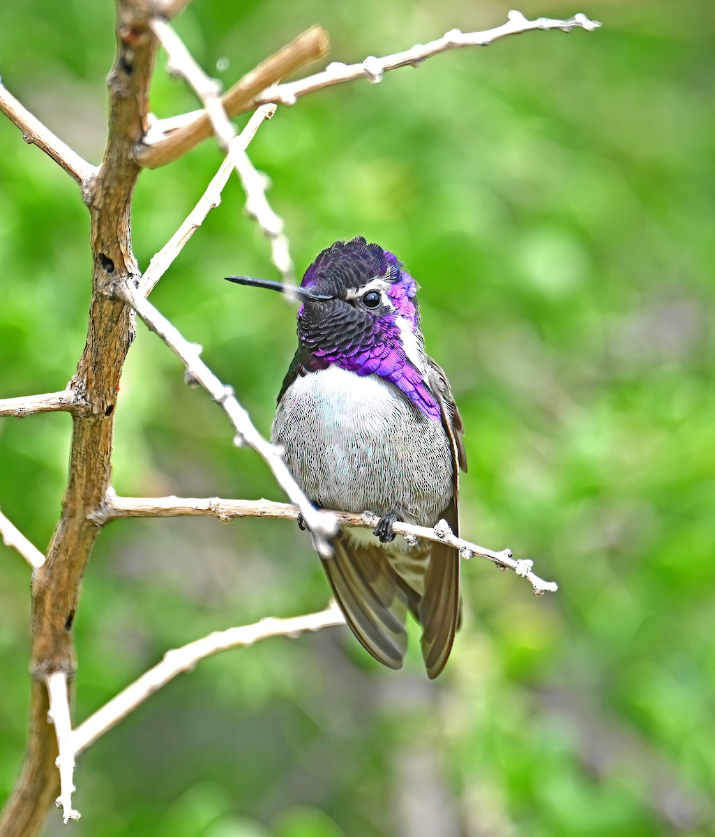 Costa's Hummingbird - ML645472325