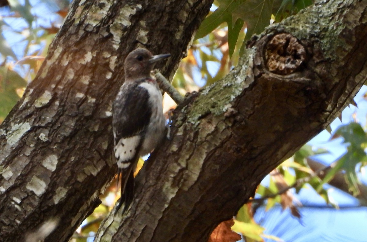 ズアカキツツキ - ML645472330