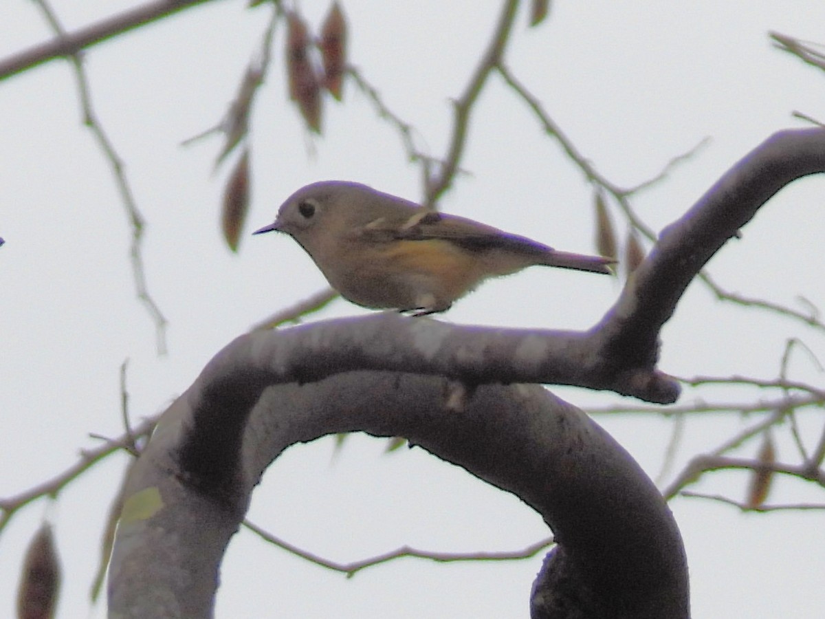Ruby-crowned Kinglet - ML645472333