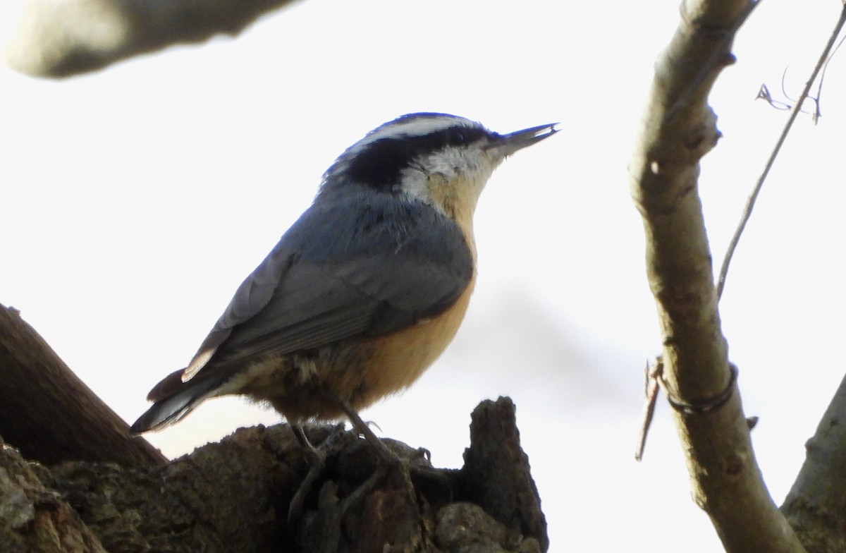 ムネアカゴジュウカラ - ML645472334