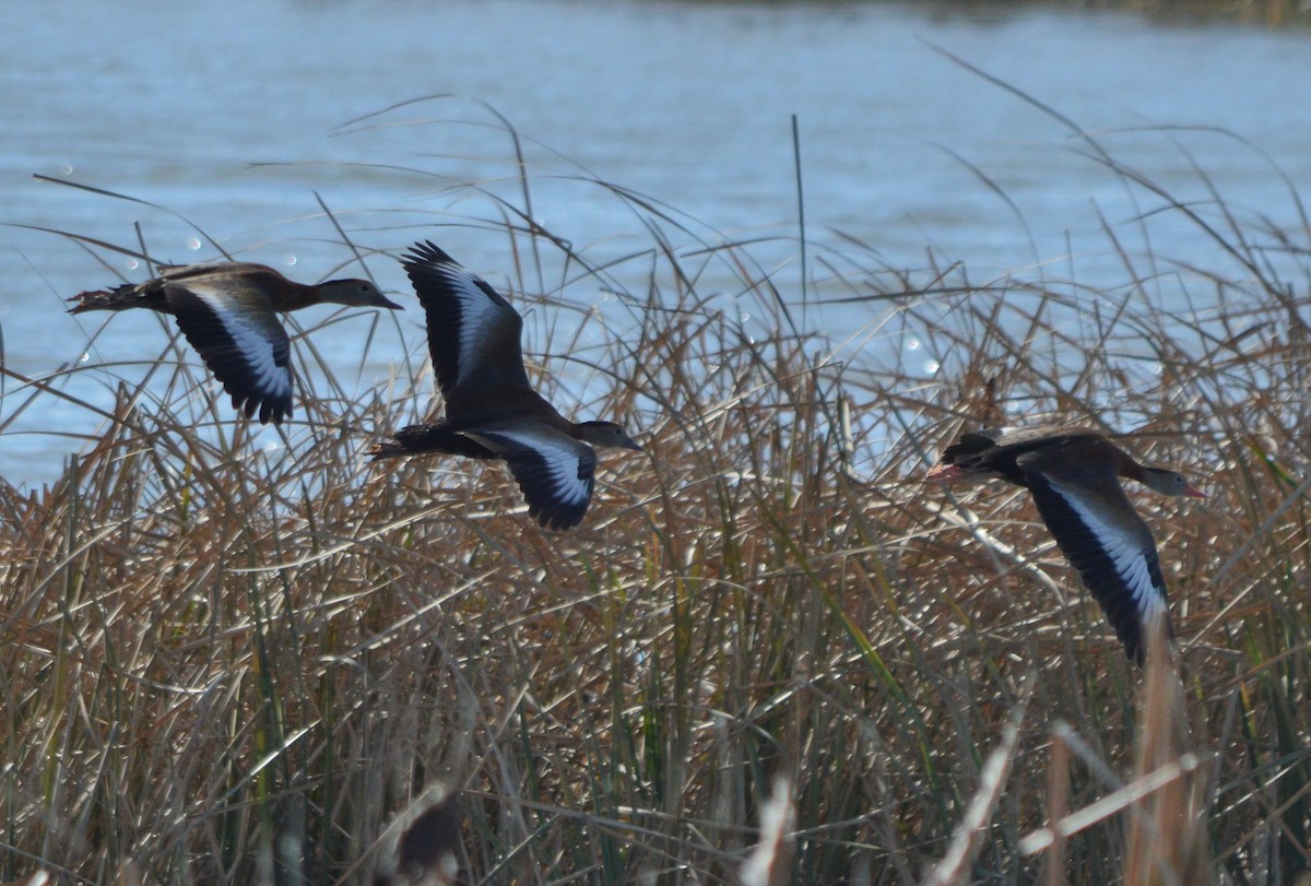 Dendrocigna beccorosso - ML645472340