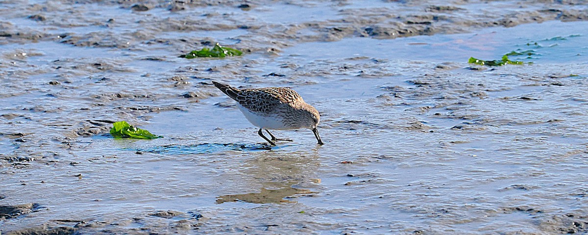 jespák tundrový - ML645472341