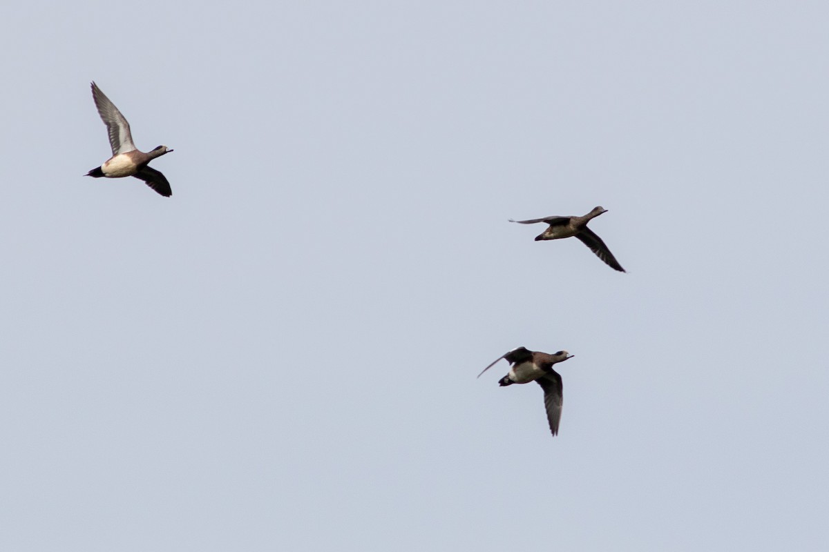 American Wigeon - ML645472347