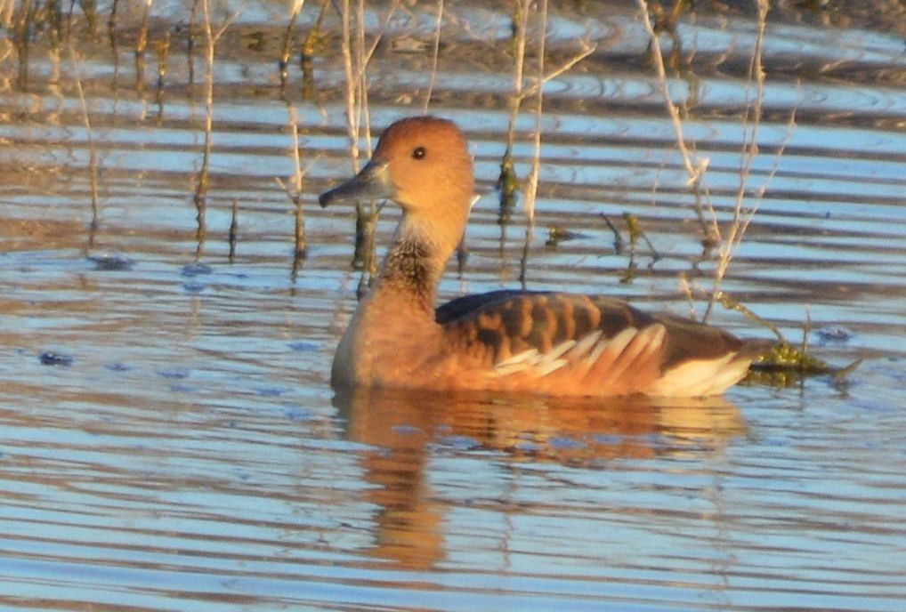 Dendrocigna fulva - ML645472356