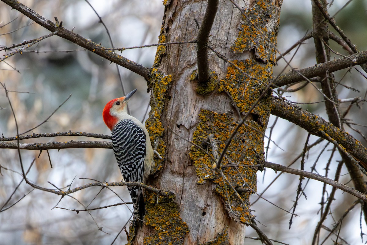 Red-bellied Woodpecker - ML645472357