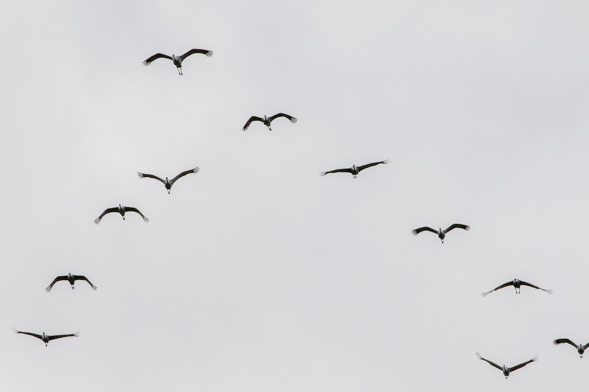 Sandhill Crane - ML645472358