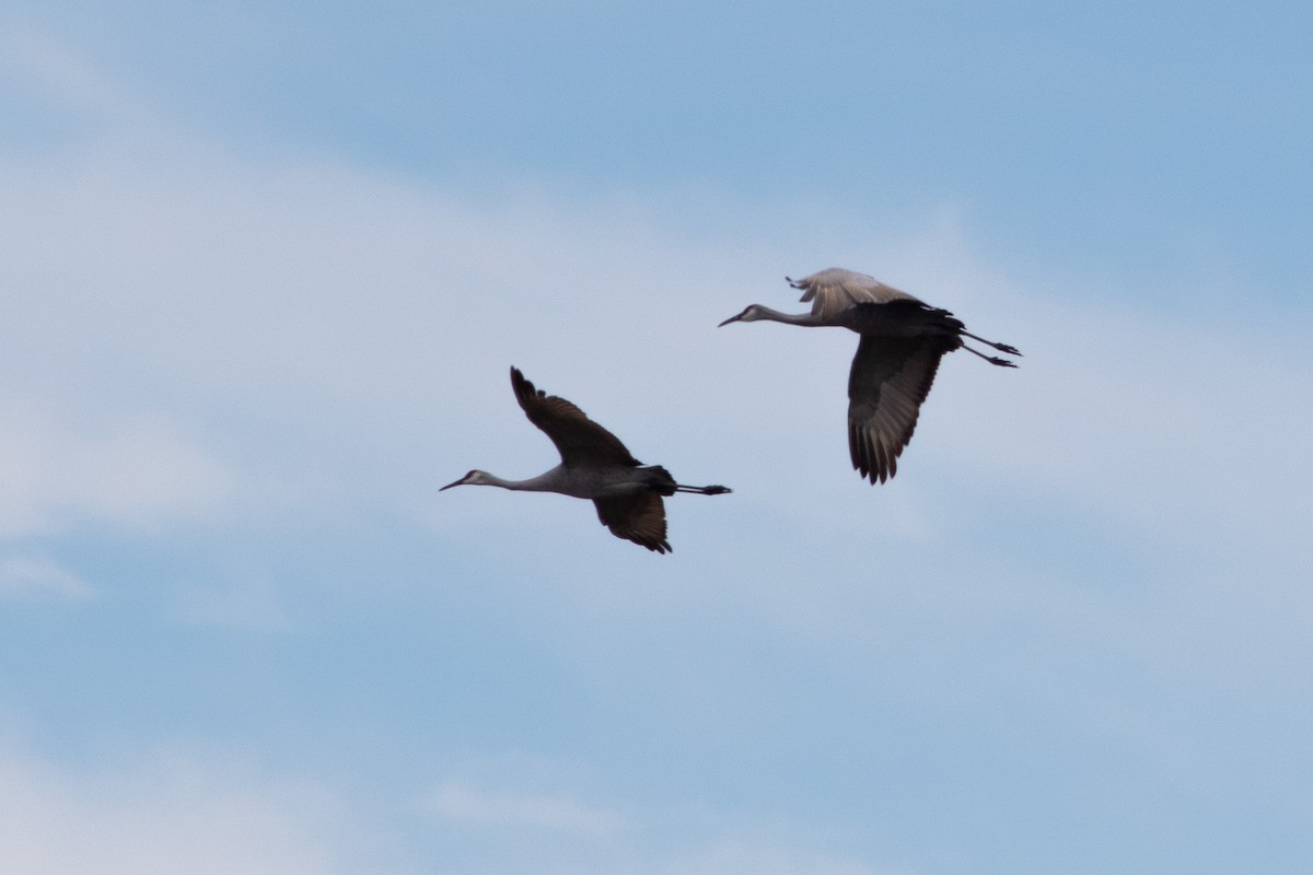 Sandhill Crane - ML645472359