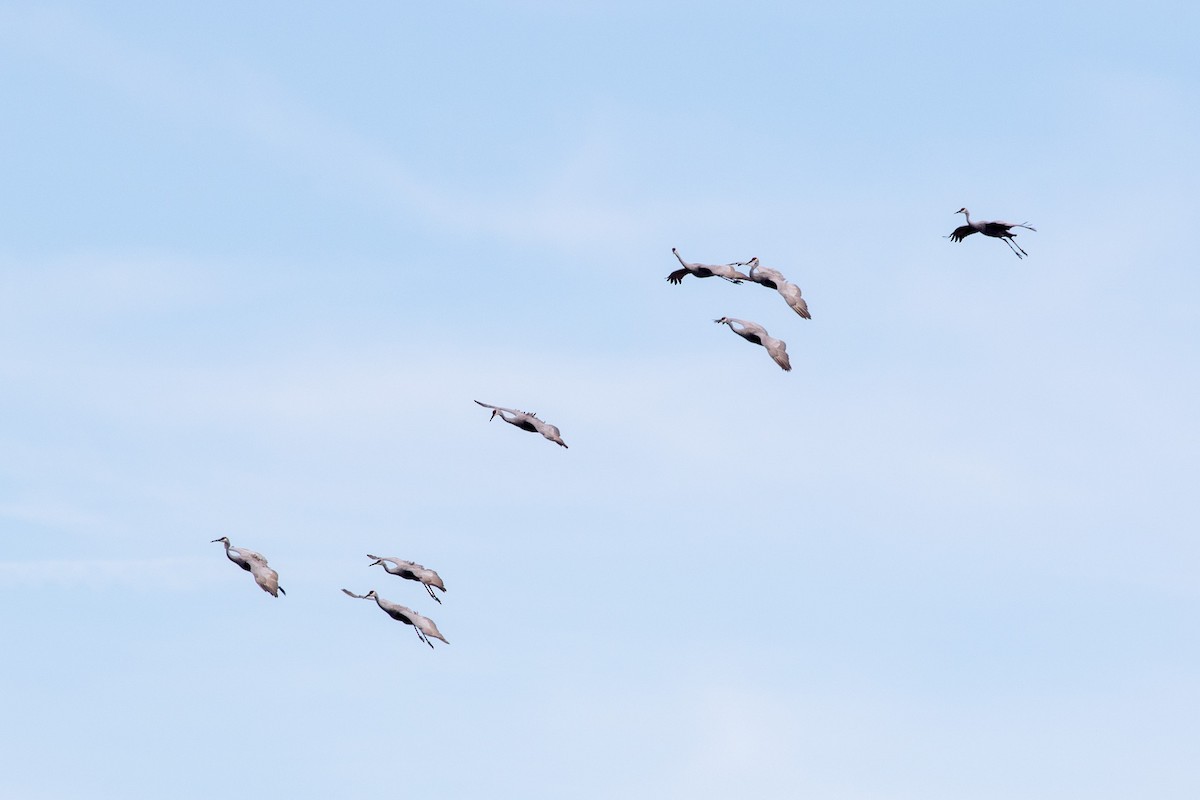 Sandhill Crane - ML645472360