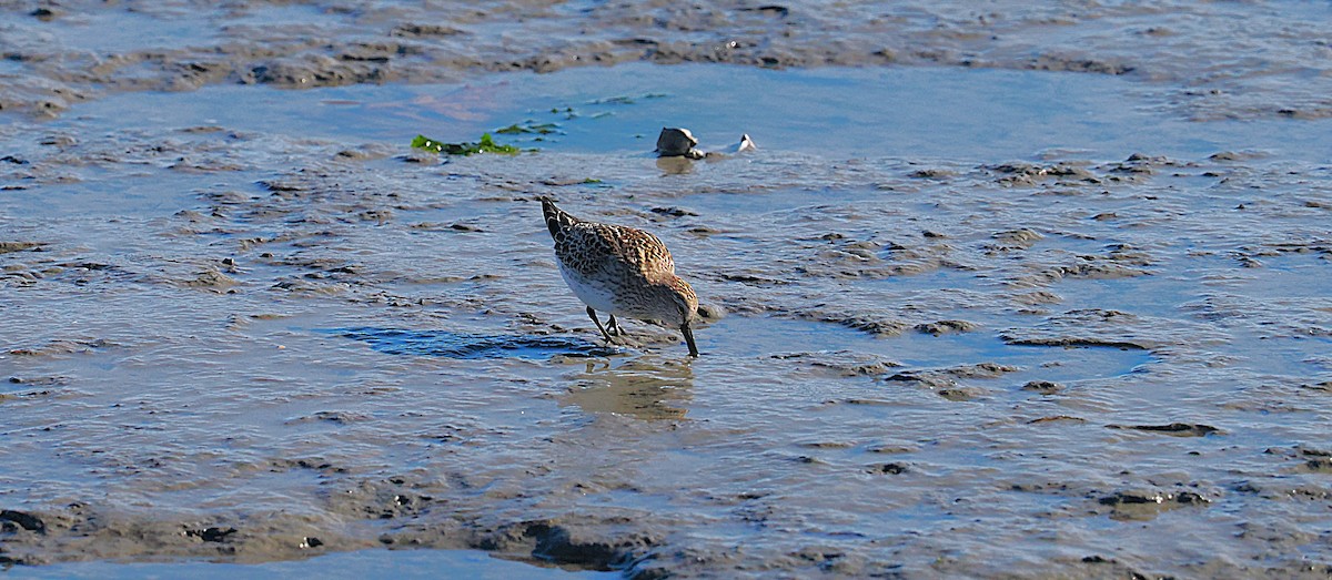 jespák tundrový - ML645472362