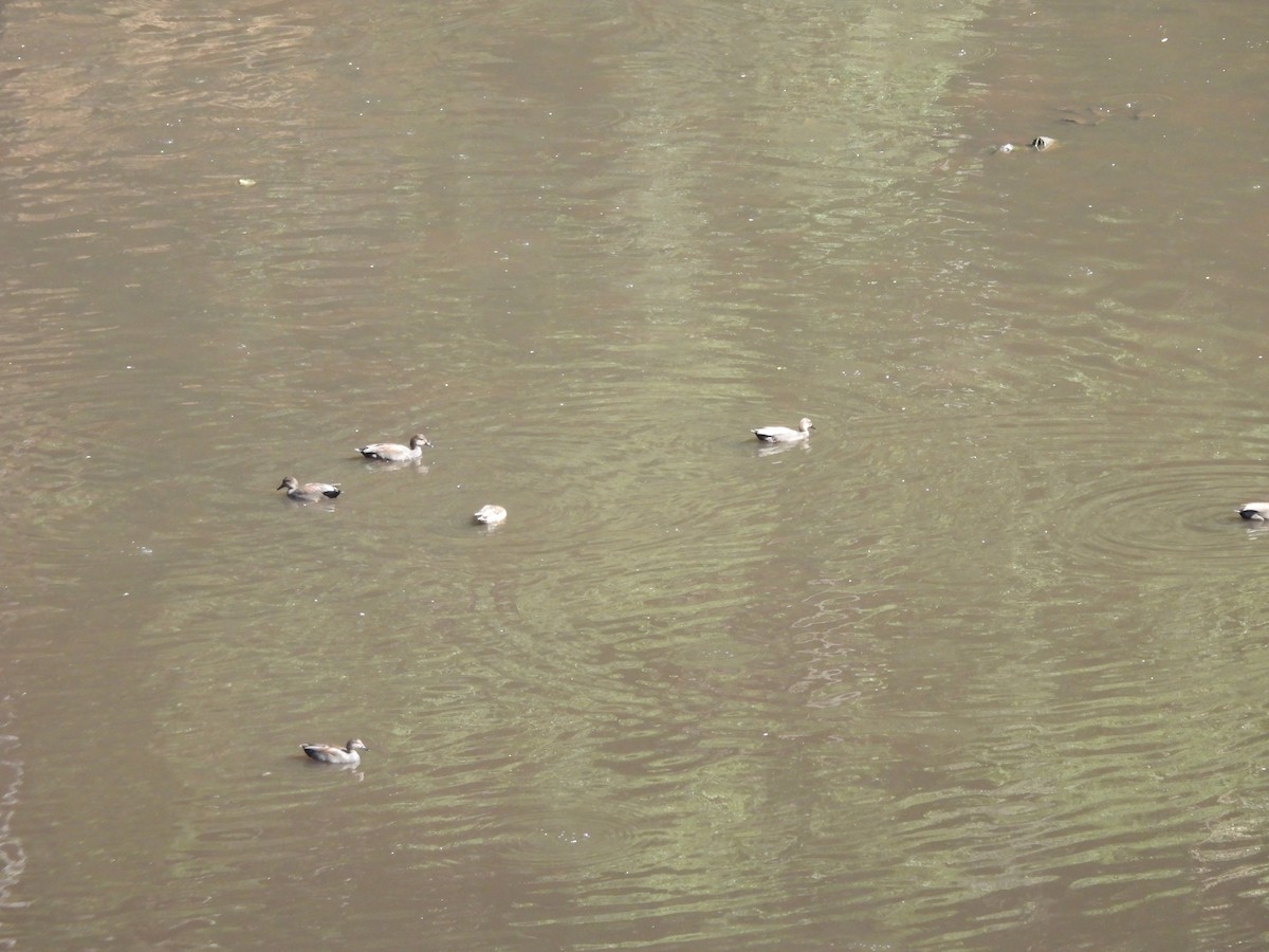 Boz Ördek - ML645472363