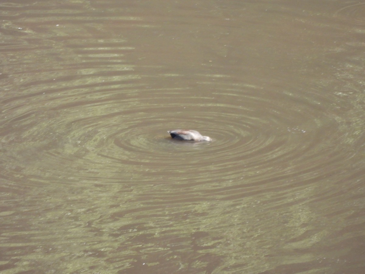 Boz Ördek - ML645472364