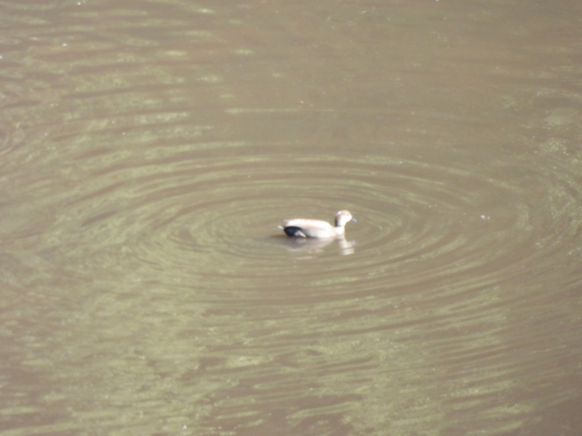 Boz Ördek - ML645472365