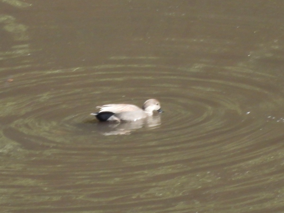 Boz Ördek - ML645472366