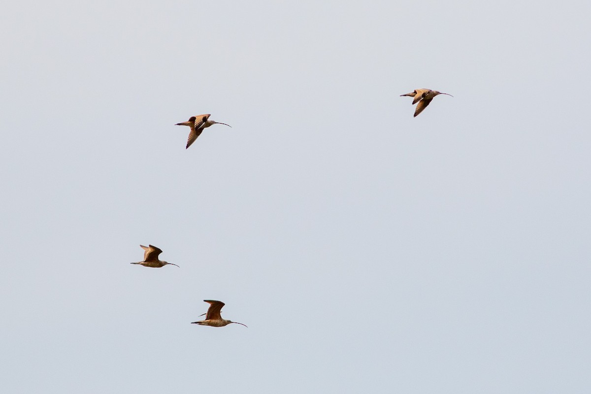 Long-billed Curlew - ML645472371