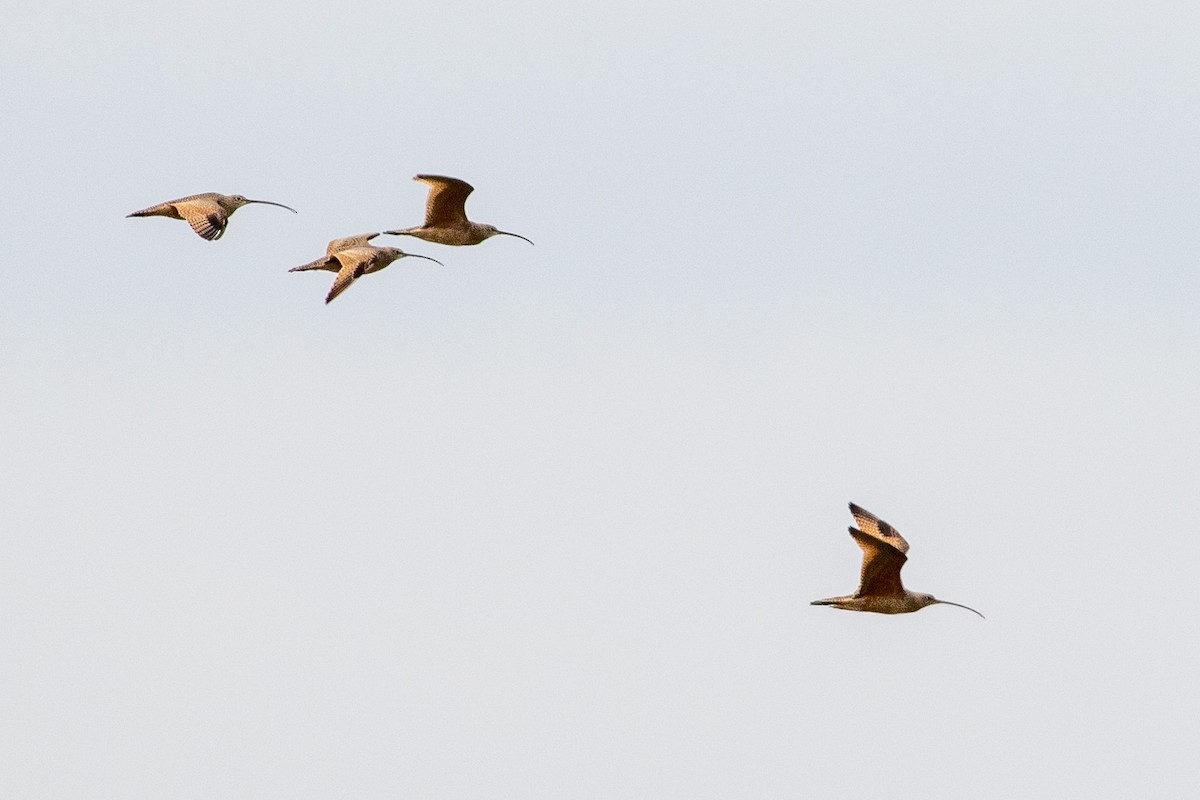Long-billed Curlew - ML645472372