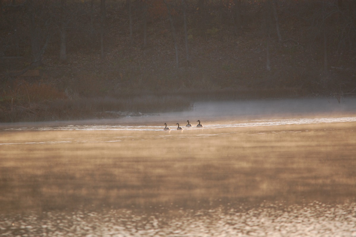 Oca canadese maggiore - ML645472373