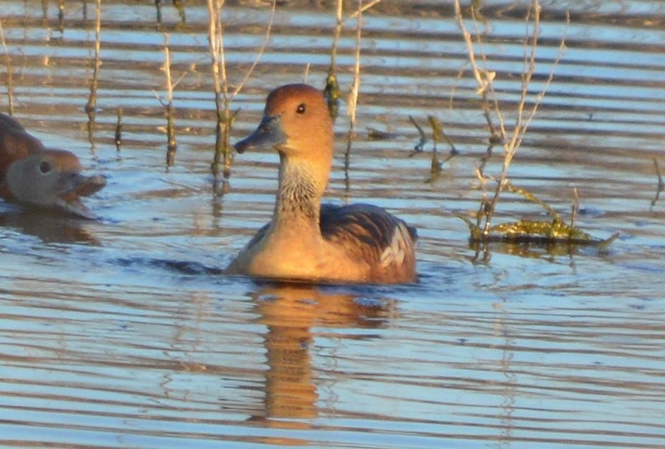 Dendrocigna fulva - ML645472380