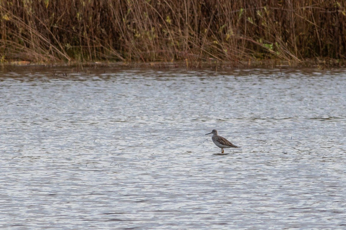 Greater Yellowlegs - ML645472381