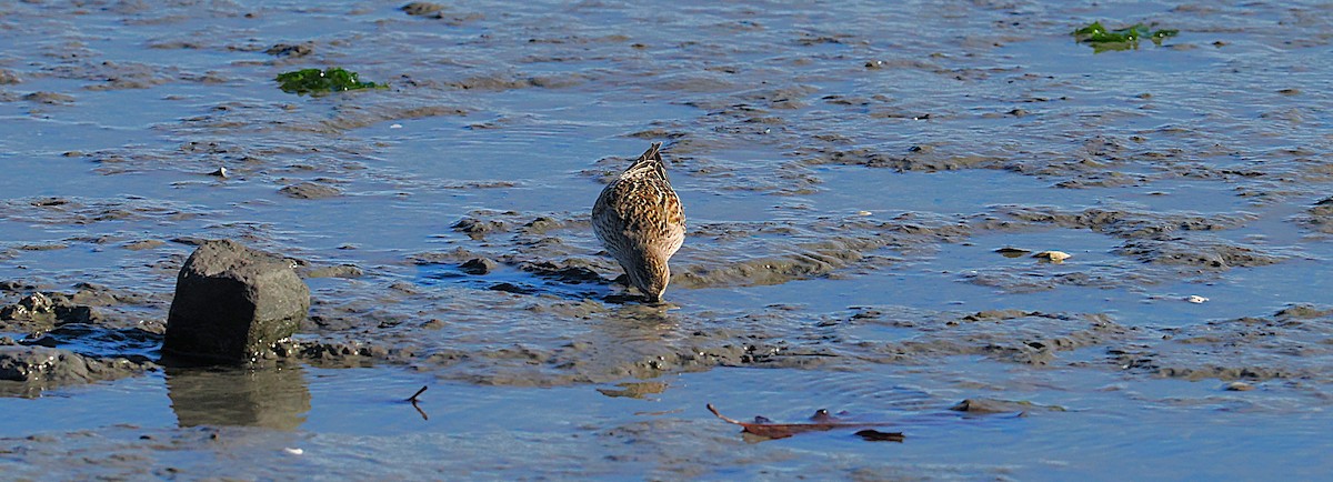 jespák tundrový - ML645472382