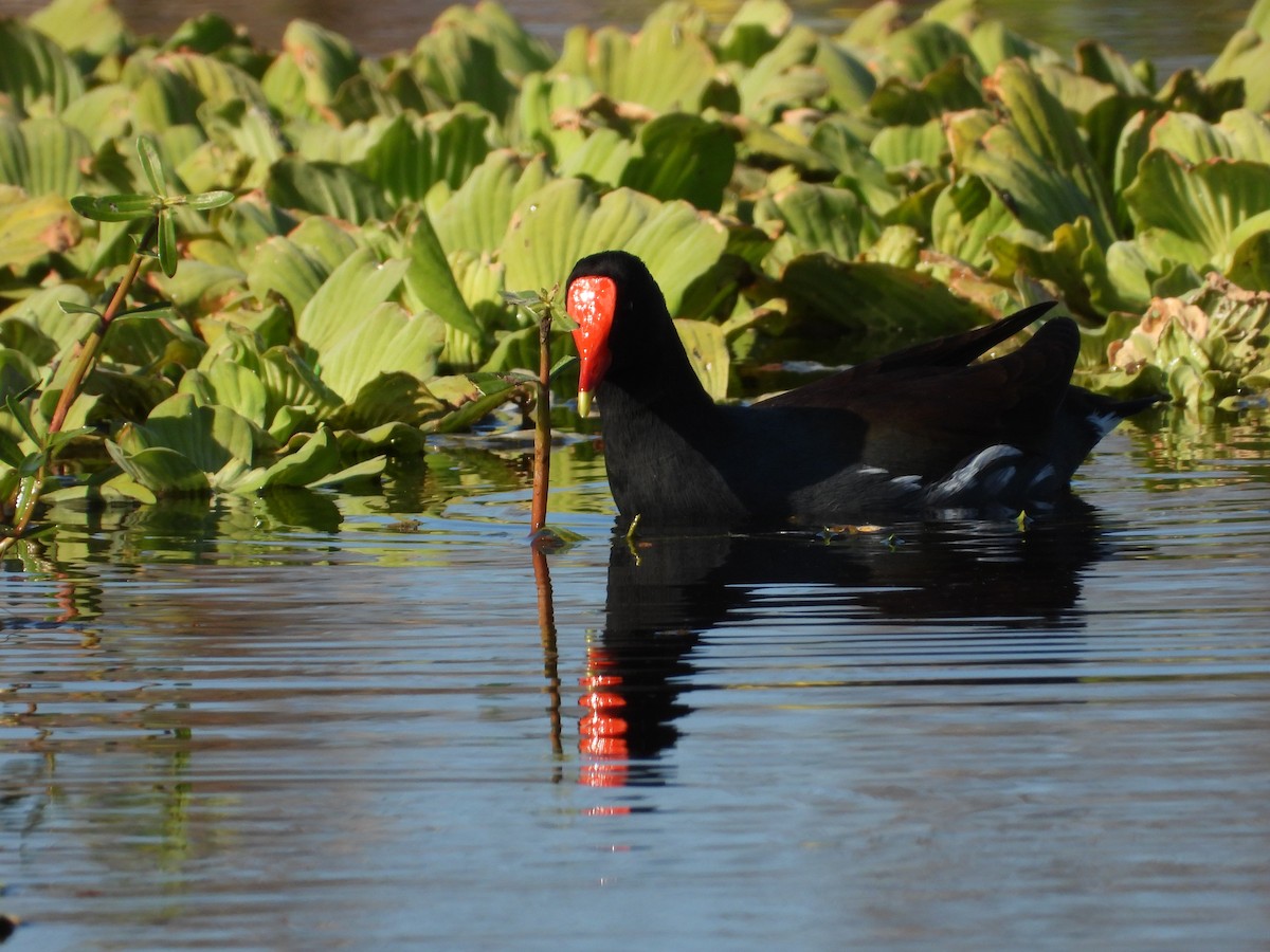 Amerika Sutavuğu - ML645472391