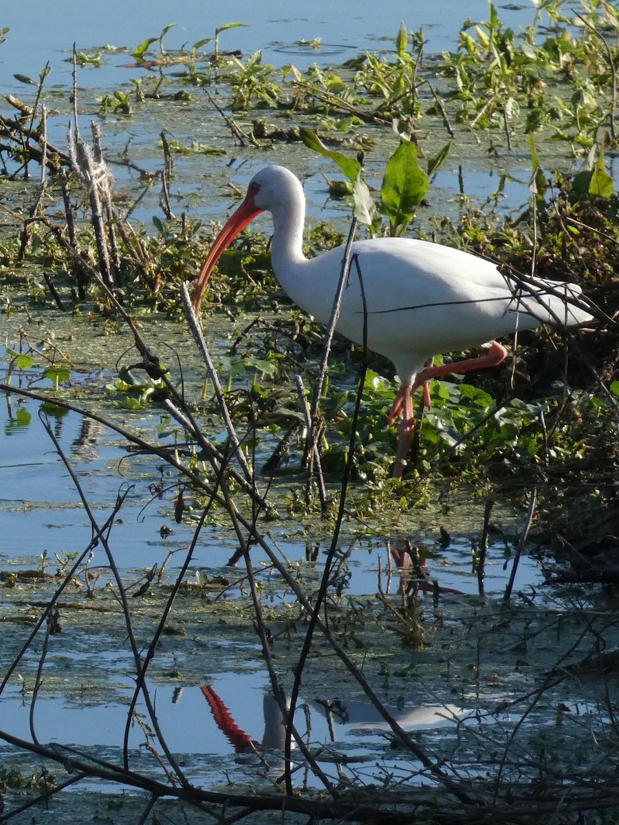 ibis bílý - ML645472392