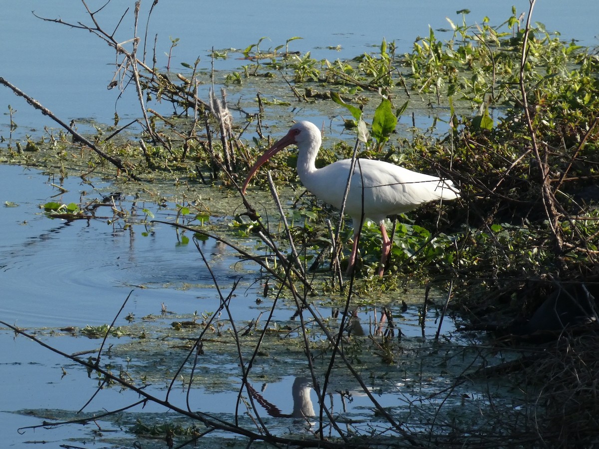 ibis bílý - ML645472393