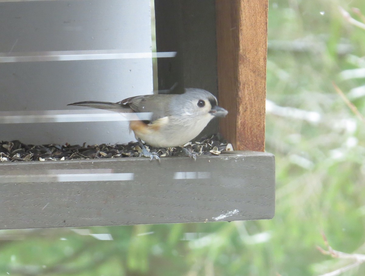 sýkora rezavoboká - ML645472395