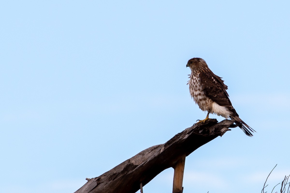 Cooper's Hawk - ML645472396