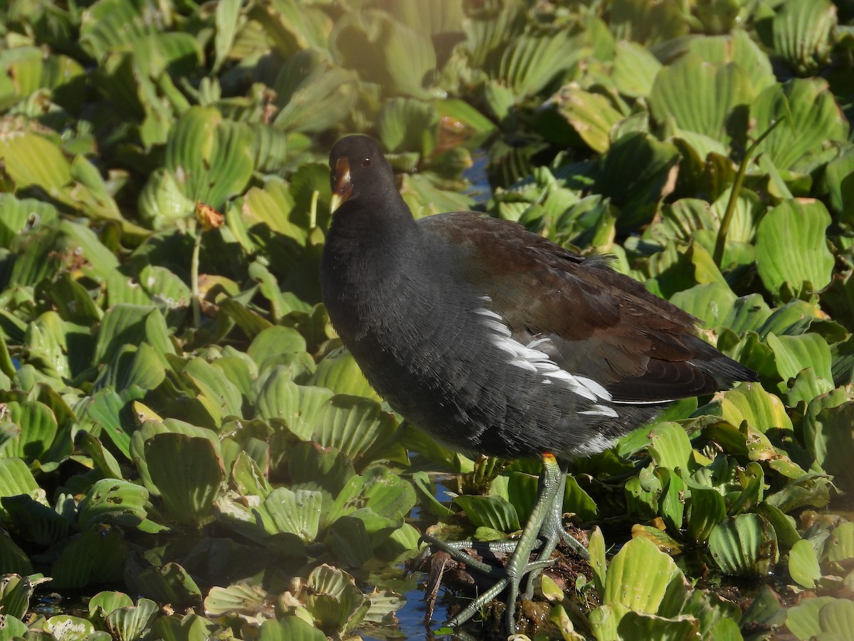 slípka americká - ML645472398