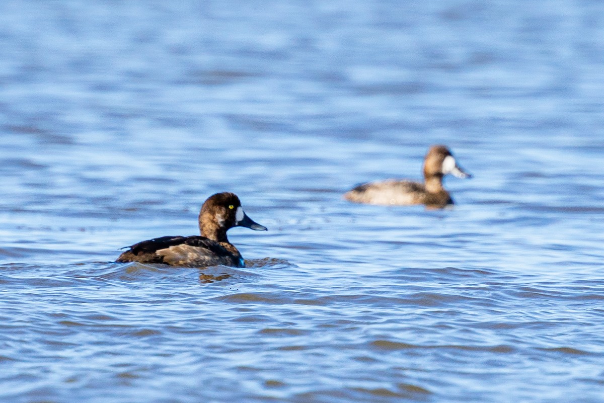 polák kaholka - ML645472399