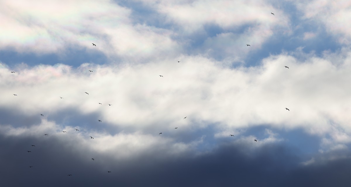 racek kroužkozobý - ML645472400