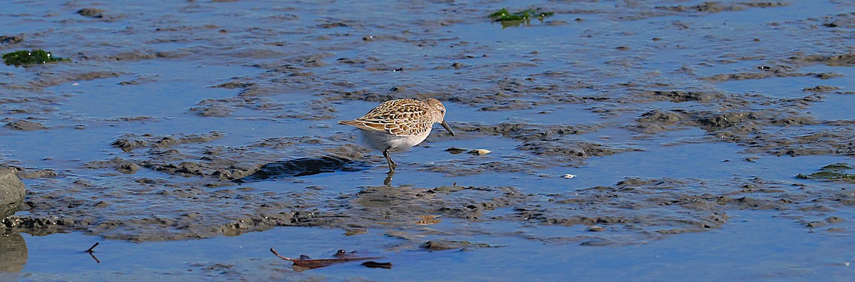 jespák tundrový - ML645472404