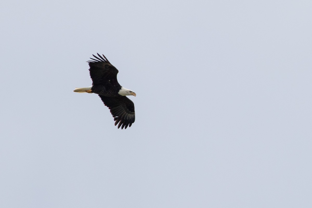 orel bělohlavý - ML645472409