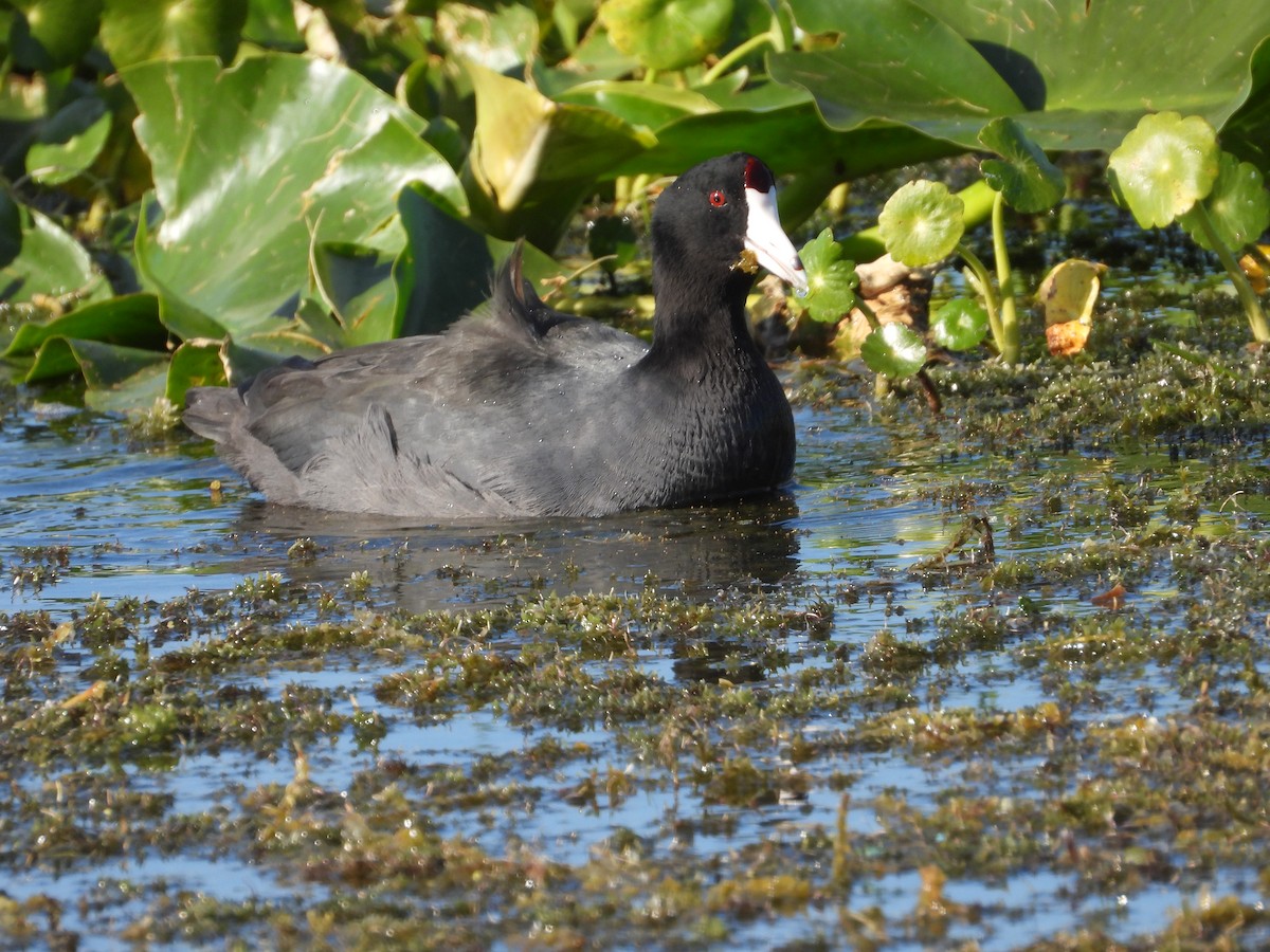 lyska americká - ML645472411