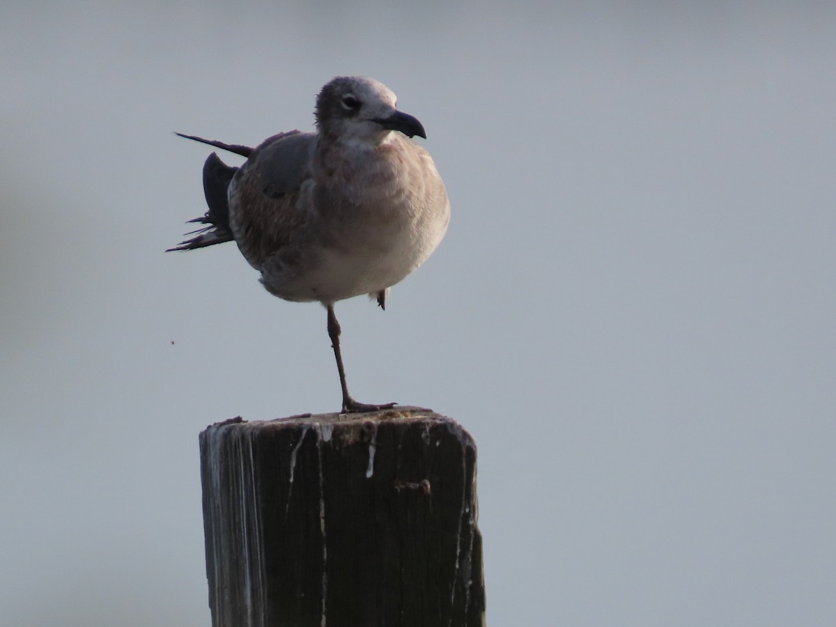 racek karibský - ML645472412