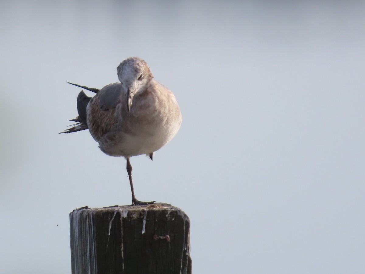 racek karibský - ML645472413