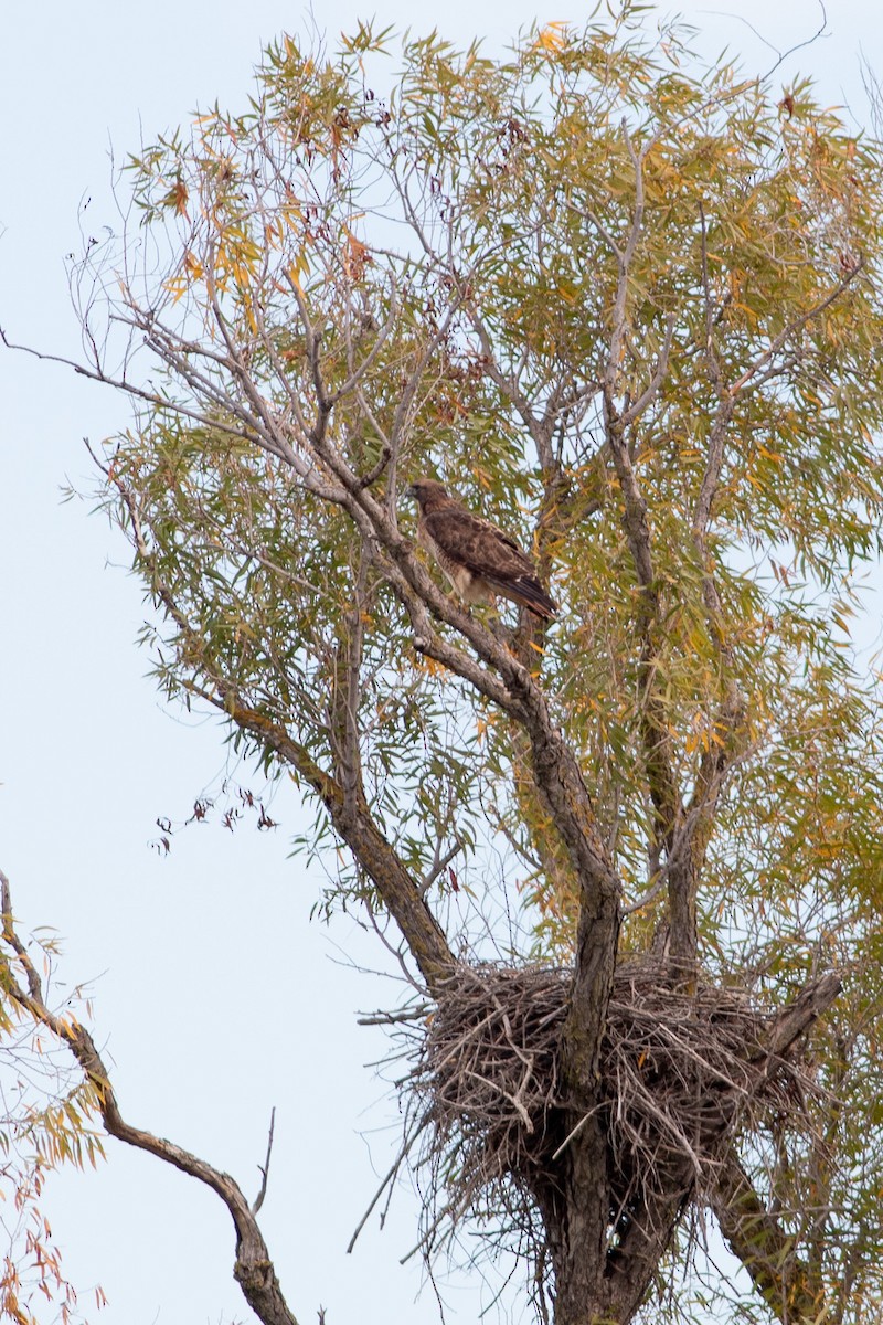 káně rudochvostá - ML645472415