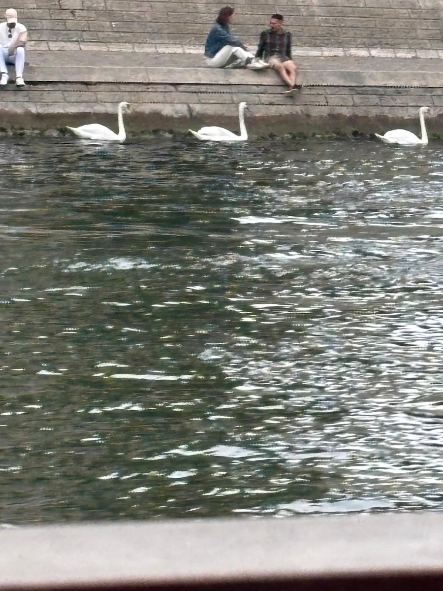 labuť velká - ML645472416